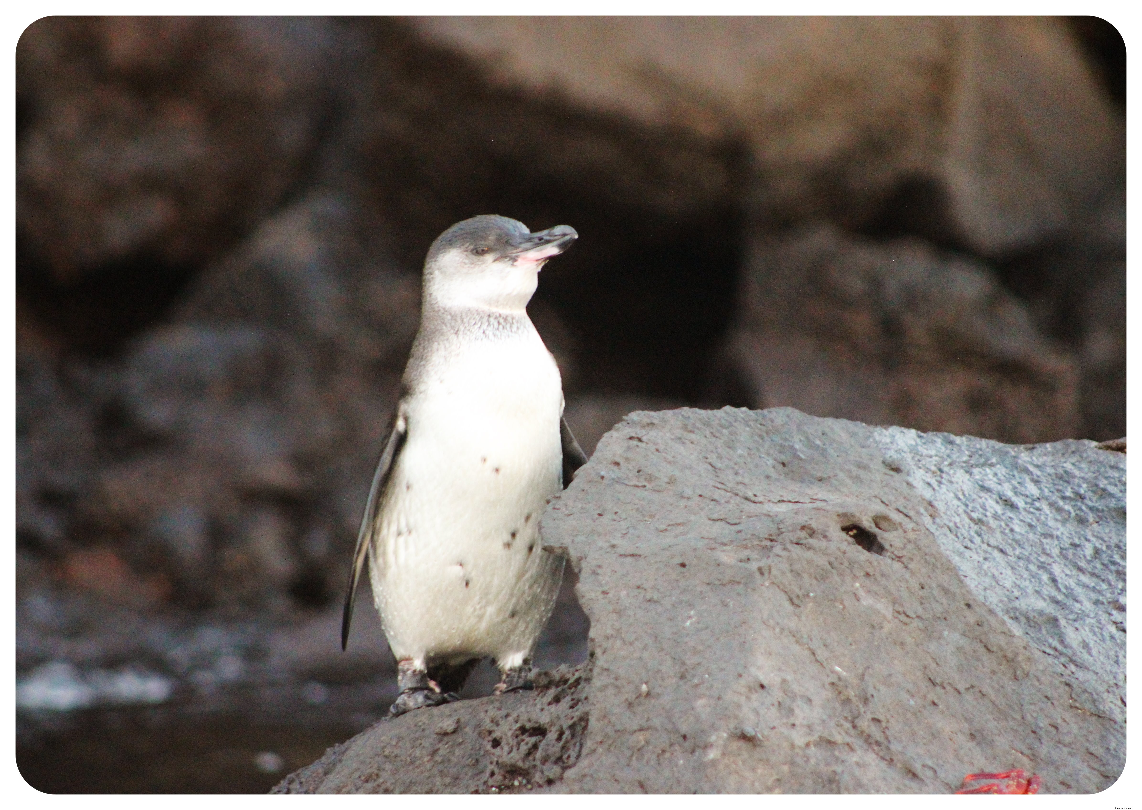 15 Essential Things to Know Before Visiting the Galápagos Islands