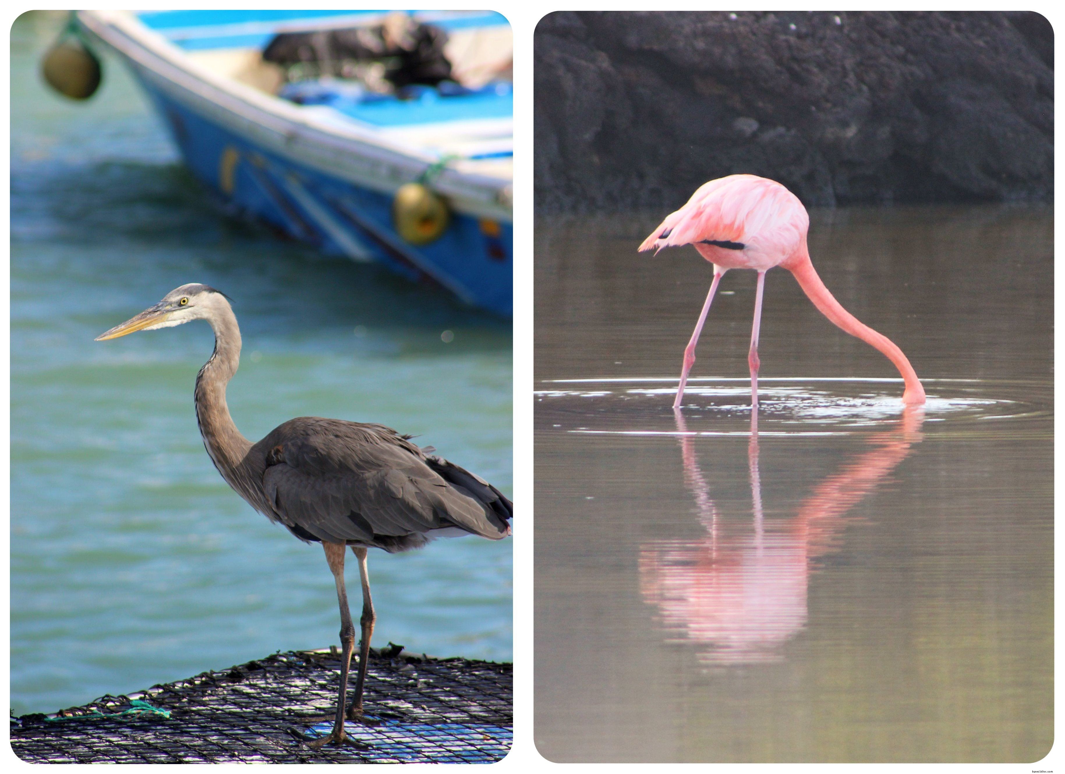 15 Essential Things to Know Before Visiting the Galápagos Islands