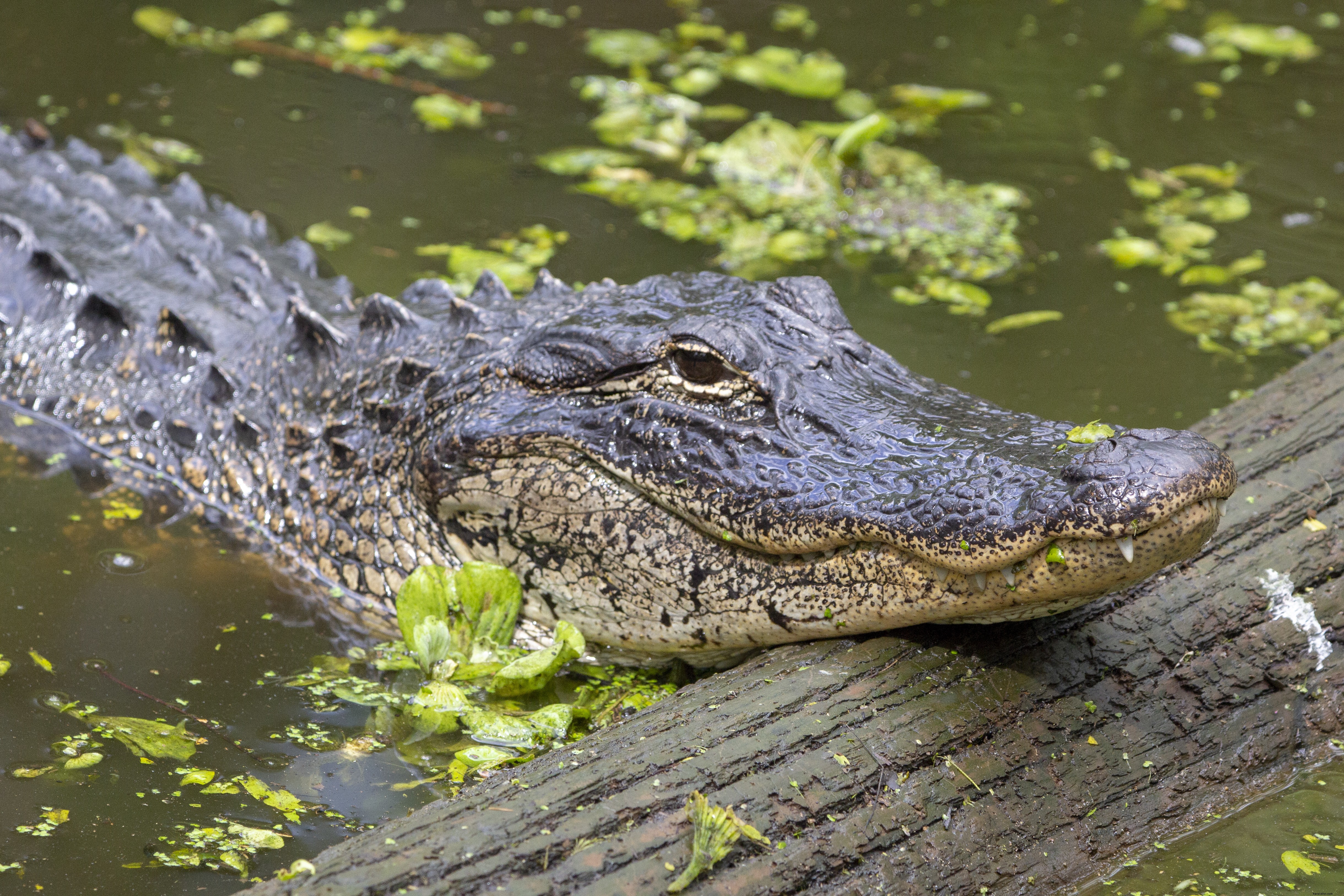 Florida Beyond Miami: Iconic Theme Parks, Wildlife, Beaches & Adventures