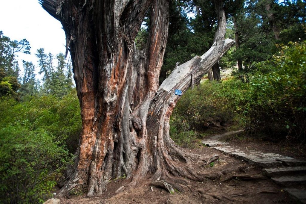 Eastern Tibet: Asia s Swiss Alps – Explore Nyingchi s Stunning Landscapes and Attractions