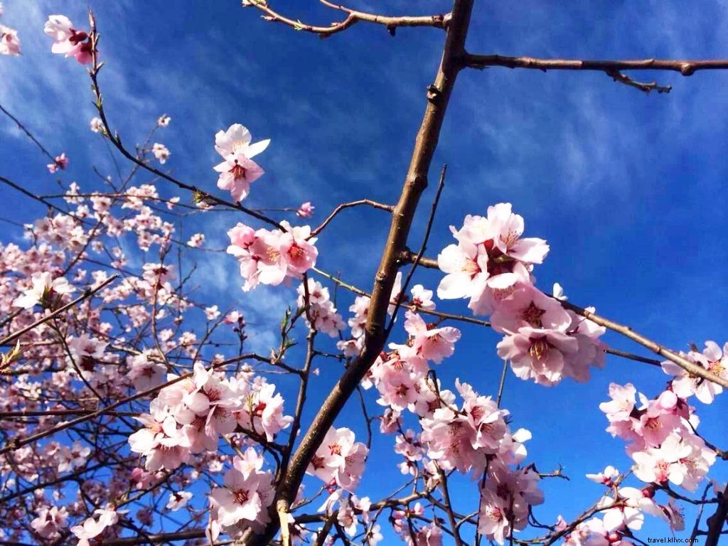 Eastern Tibet: Asia s Swiss Alps – Explore Nyingchi s Stunning Landscapes and Attractions