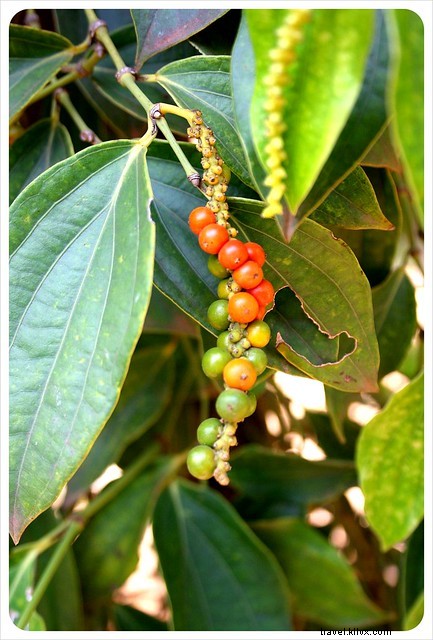 Ultimate Guide to Kampot, Cambodia: Where to Stay, Eat, Explore & More