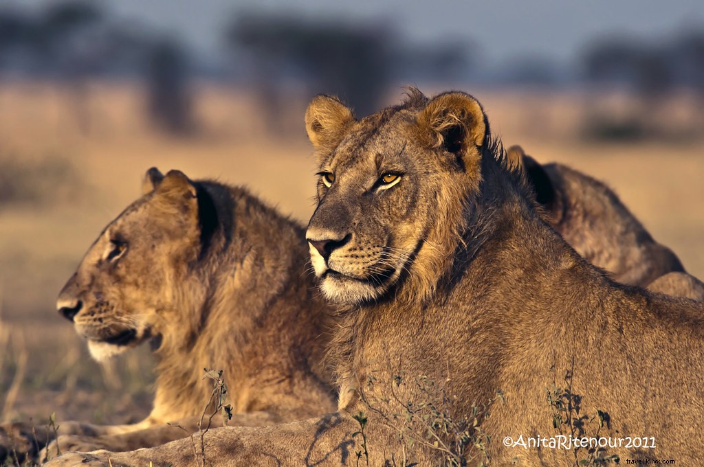 Discover the Magic of Sabora Tented Safari Camp in Tanzania s Serengeti