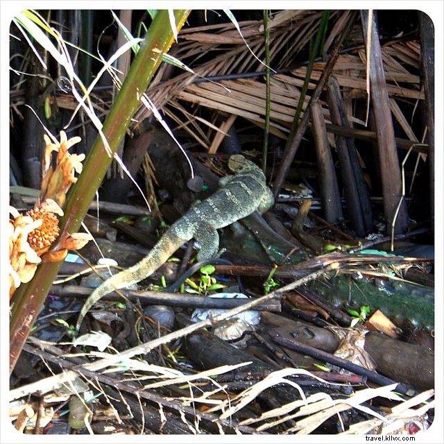 Bang Namphueng, Bangkok: Falling in Love with the City s Hidden Green Lung on Our Second Visit