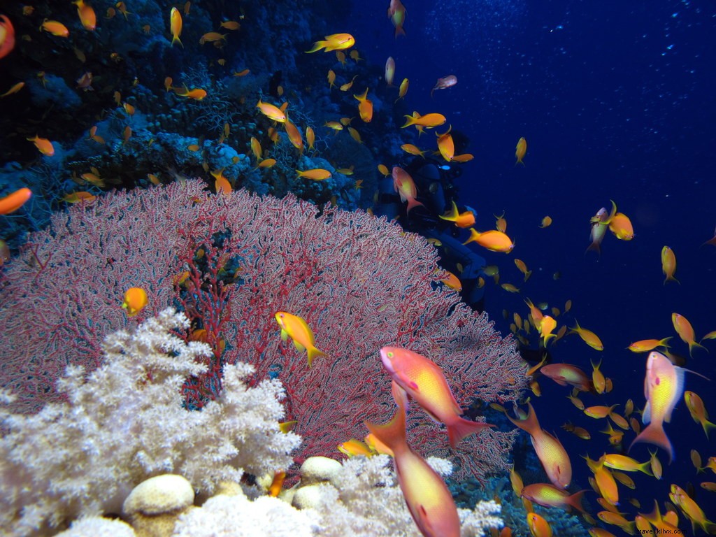 15 Must-Do Activities in Sharm El Sheikh: Ultimate Travel Guide