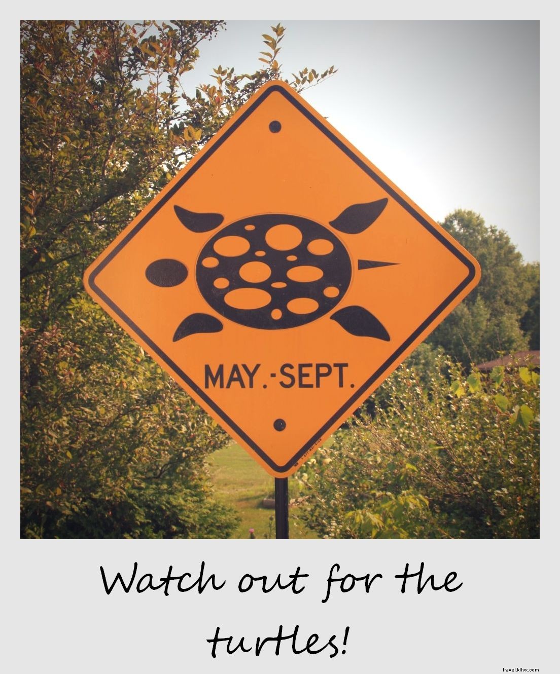 Polaroid of the Week: Spotting Turtles Amid Canada s Intense Heat Wave