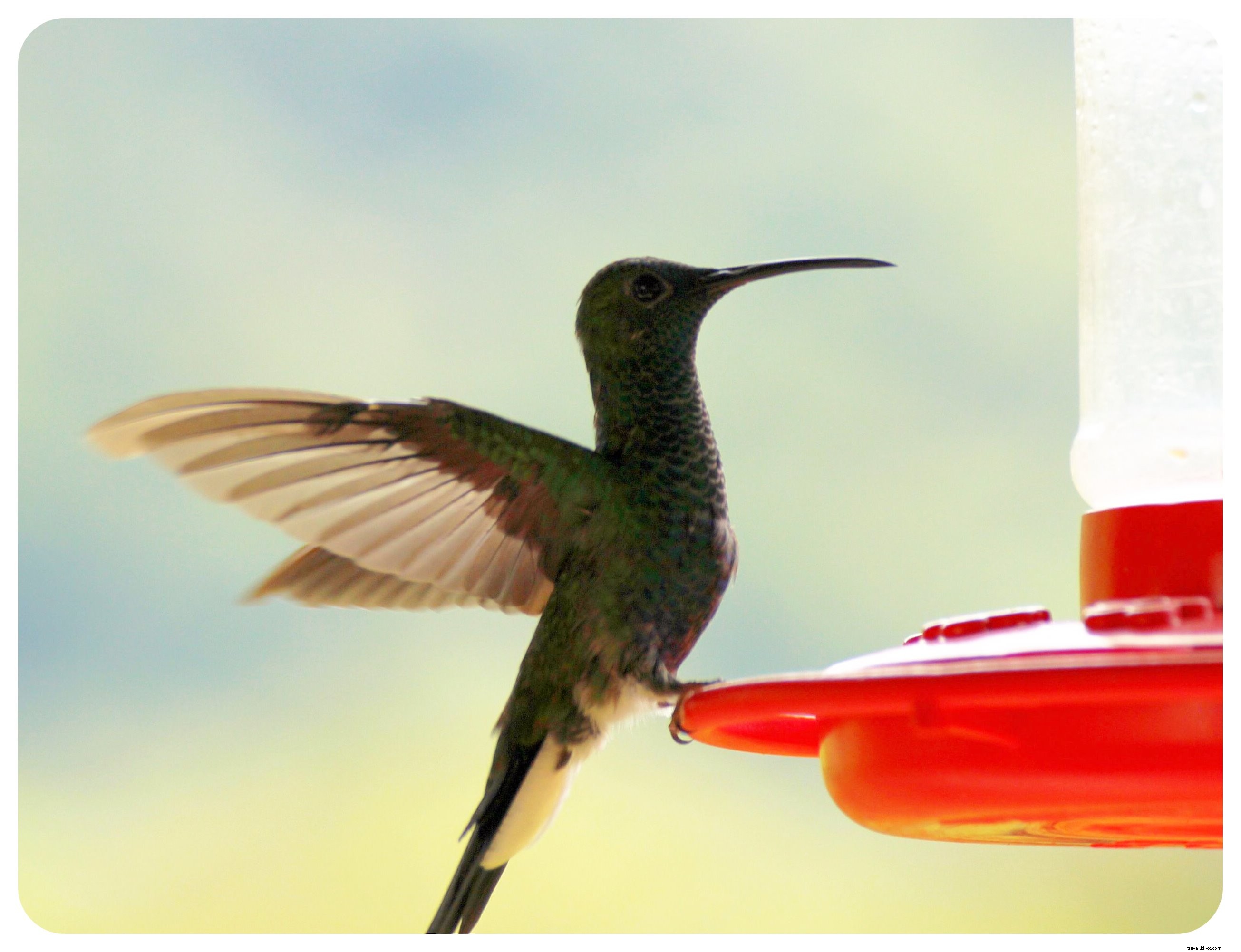 Exploring Minca, Colombia: Waterfall Hikes, Coffee Farms & Epic Mountain Views