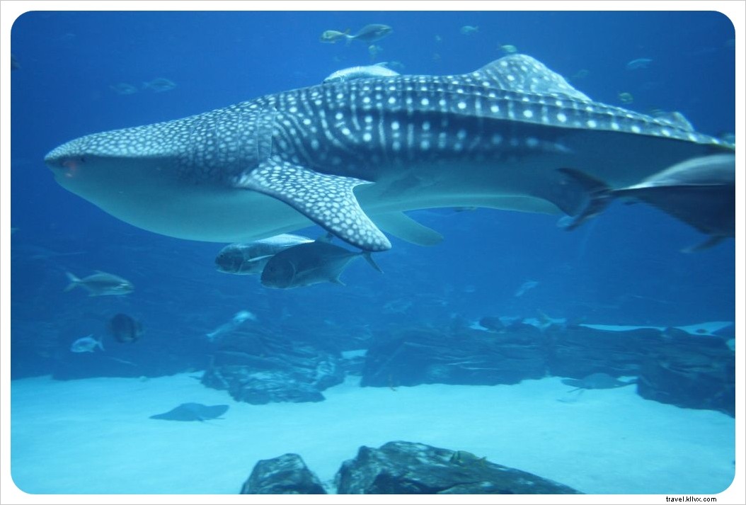 Top Atlanta Attractions: CNN Tour, World of Coca-Cola, Georgia Aquarium & More