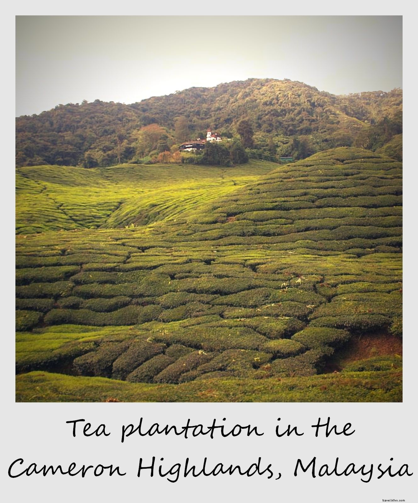 Photo of the Week: Majestic Tea Plantations in Malaysia s Cameron Highlands