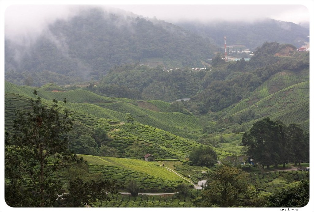 Escape the Heat: Hiking, Strawberries & High Tea in Malaysia s Cameron Highlands