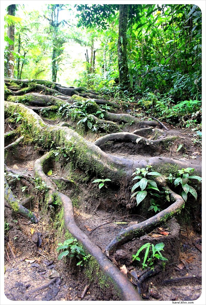 Escape the Heat: Hiking, Strawberries & High Tea in Malaysia s Cameron Highlands