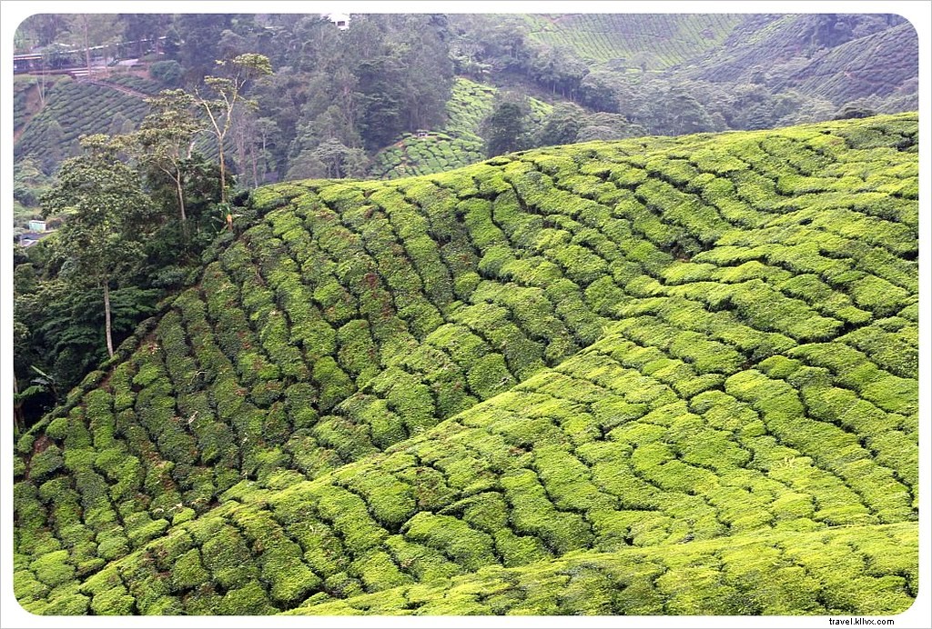 Escape the Heat: Hiking, Strawberries & High Tea in Malaysia s Cameron Highlands