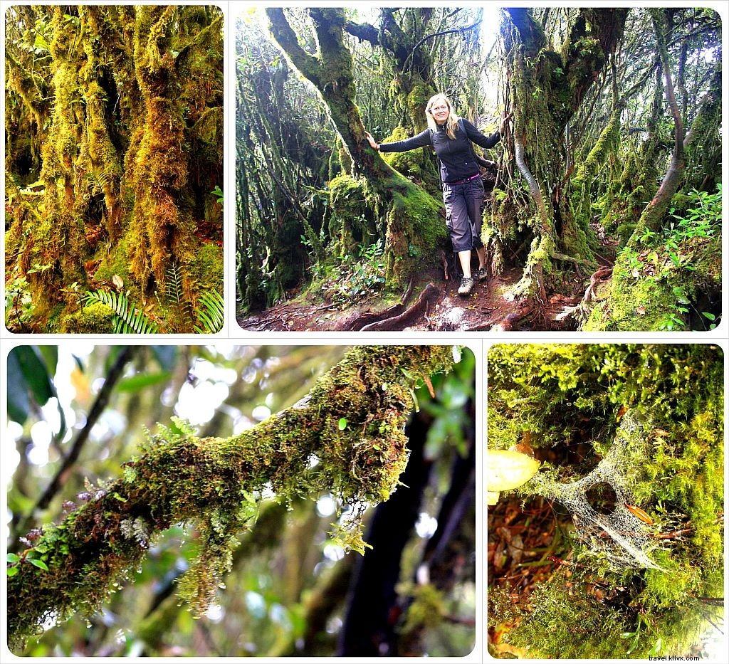 Escape the Heat: Hiking, Strawberries & High Tea in Malaysia s Cameron Highlands