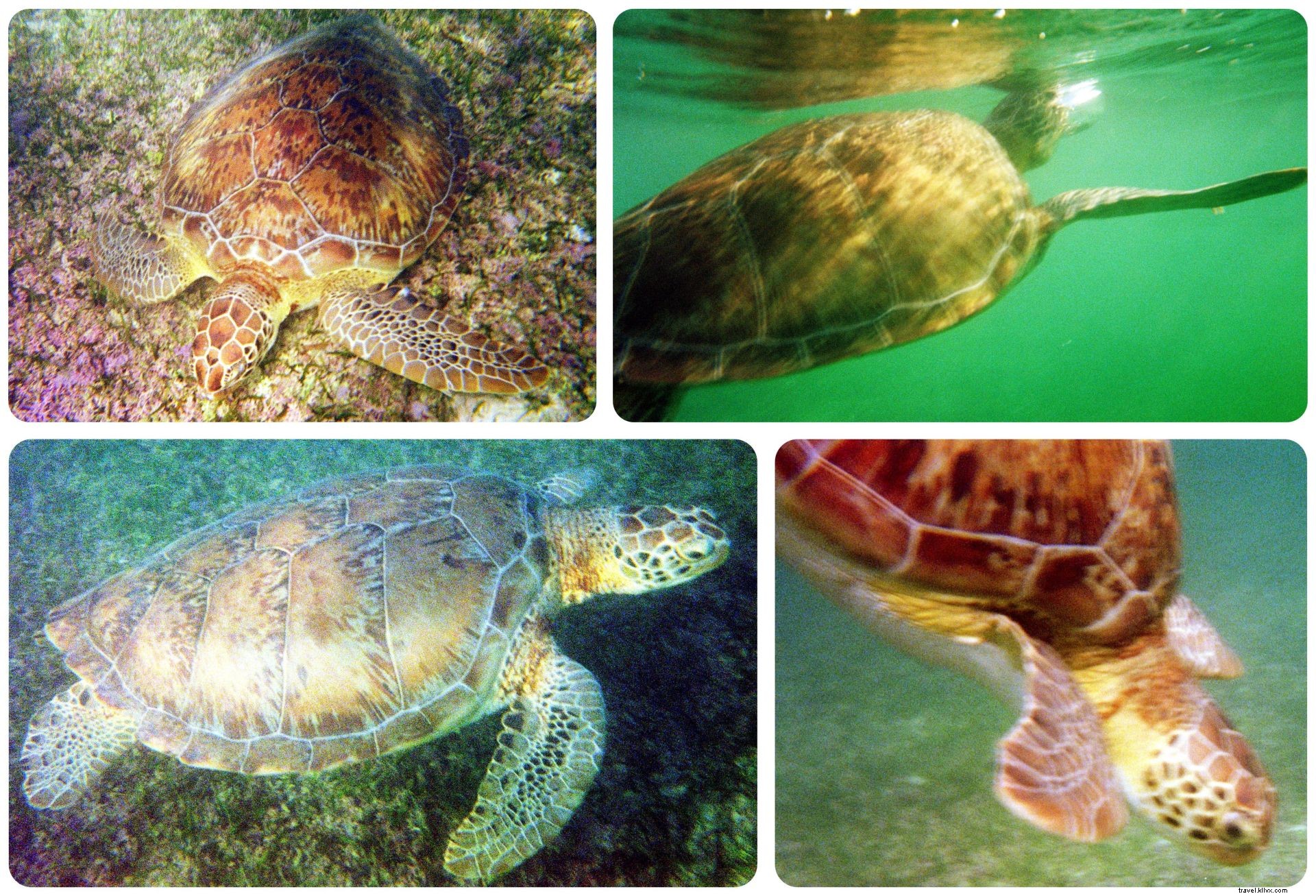 Ultimate 10-Day Yucatan Road Trip: Cenotes, Pristine Beaches & Ancient Maya Ruins