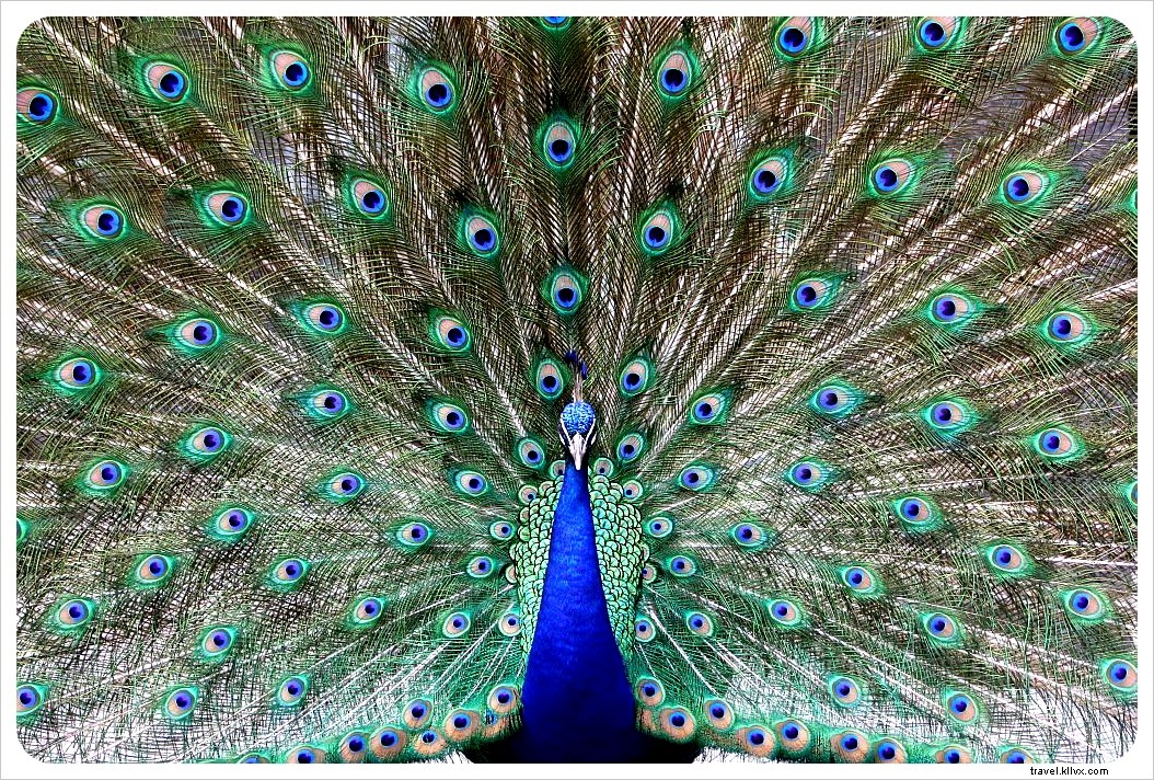 Discover Bohemian Coyoacán and Xochimilco s Floating Gardens: The Ultimate Day Trip from Mexico City