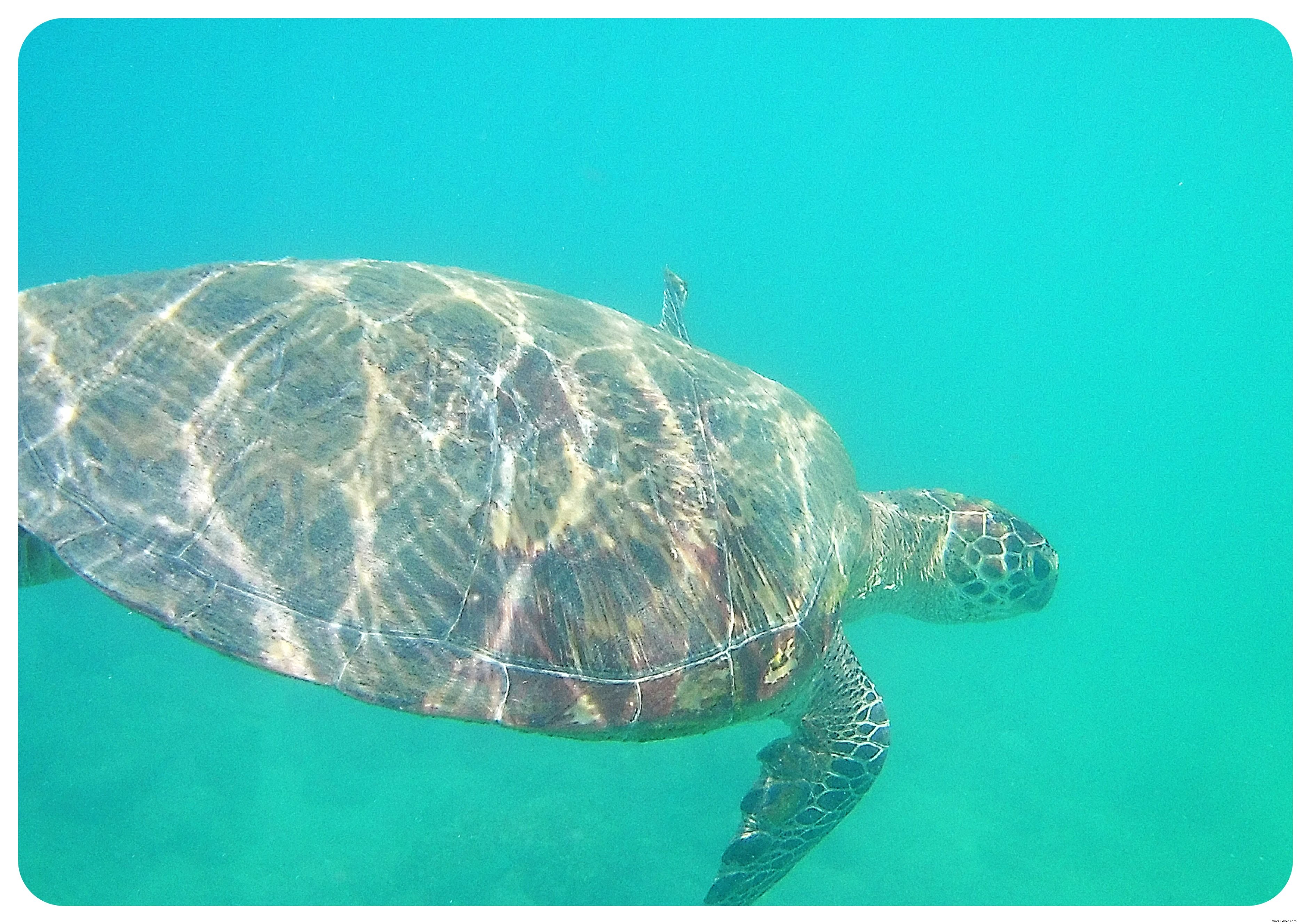 Best Snorkeling Beaches in Mexico: Top Spots in Cancun, Playa del Carmen & Puerto Vallarta