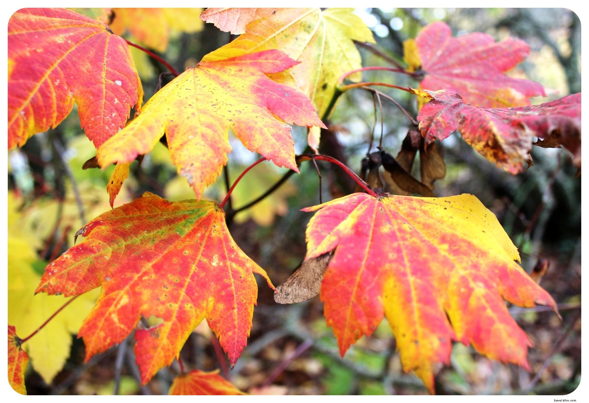 Ultimate Guide: Planning Your Perfect Autumn Trip to New York City