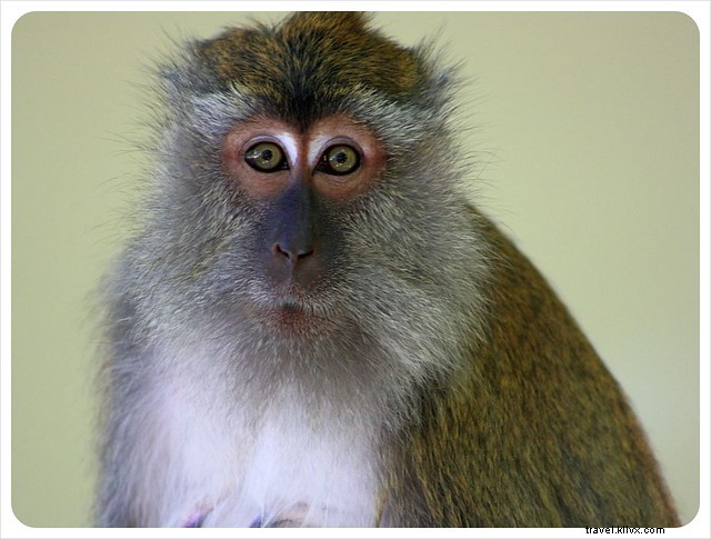 Langkawi, Malaysia: Monkey Encounters, Stunning Beaches, and Essential Travel Tips