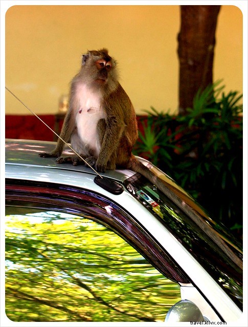 Langkawi, Malaysia: Monkey Encounters, Stunning Beaches, and Essential Travel Tips