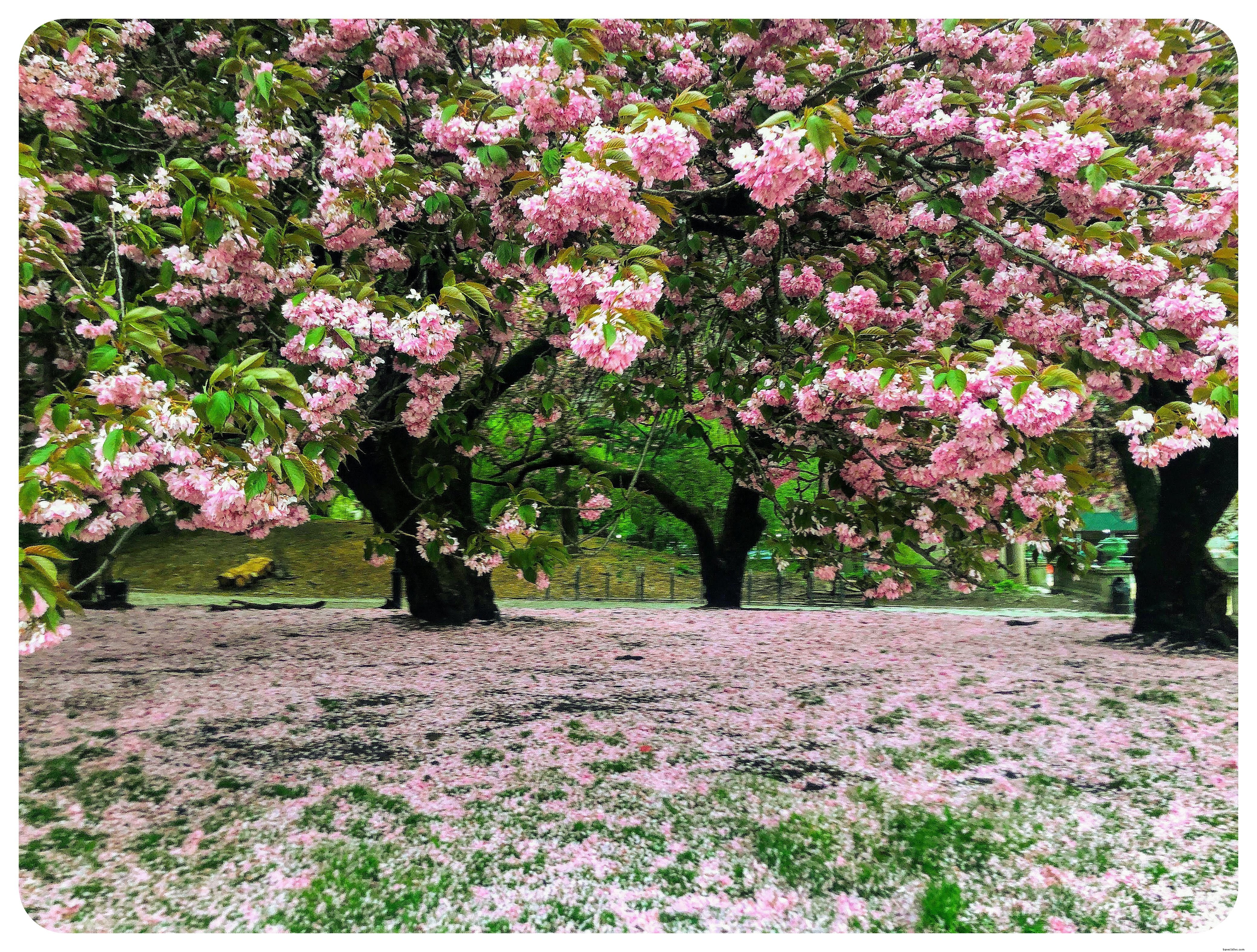 Top Places to Visit in Dallas: Must-See Attractions for Your Texas Trip