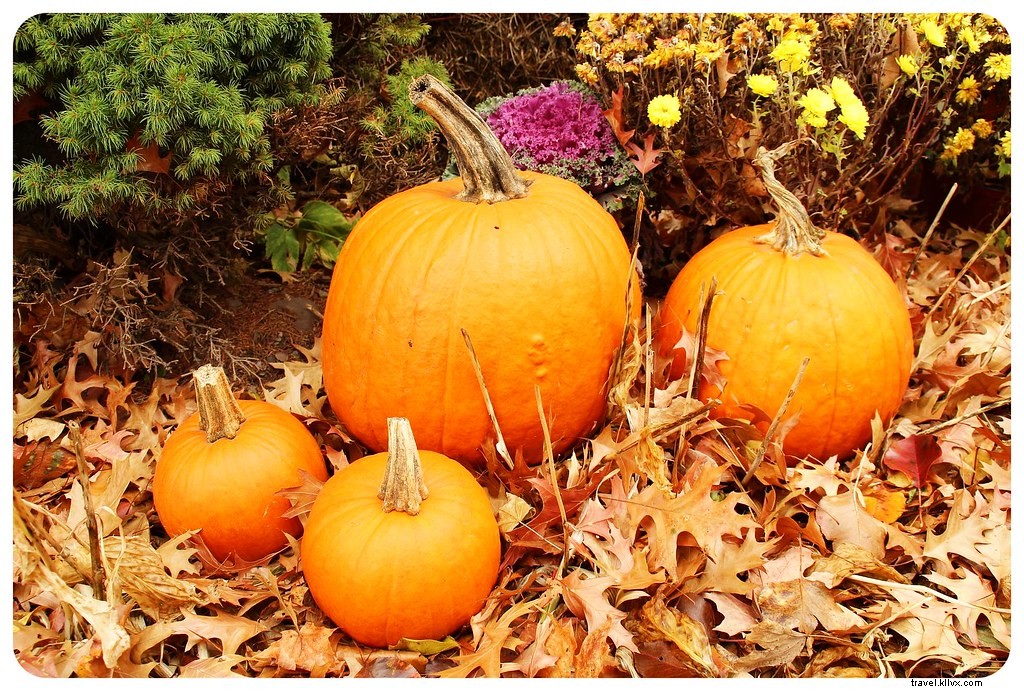 Ultimate New York Fall Foliage Road Trip: Scenic Drives, Hikes & Charming Towns