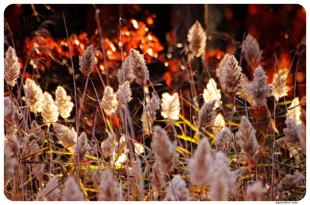 Ultimate New York Fall Foliage Road Trip: Scenic Drives, Hikes & Charming Towns