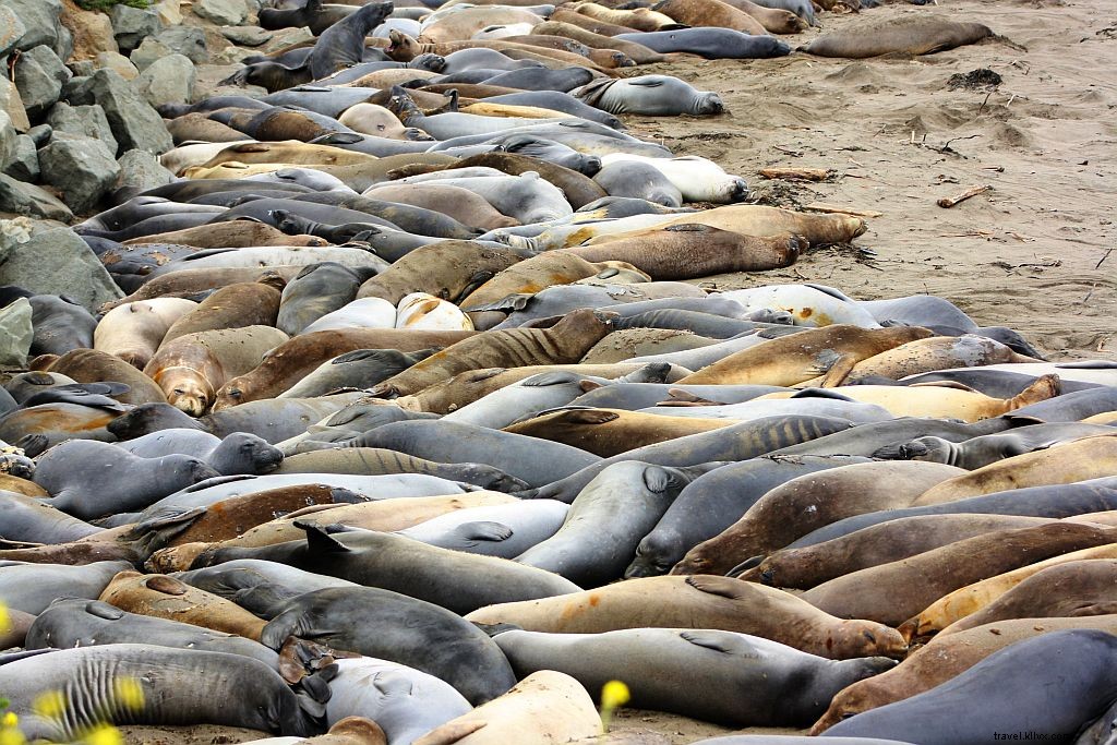 Elephant Seals at Piedras Blancas: Unmissable Highway 1 Vista Point Near Hearst Castle