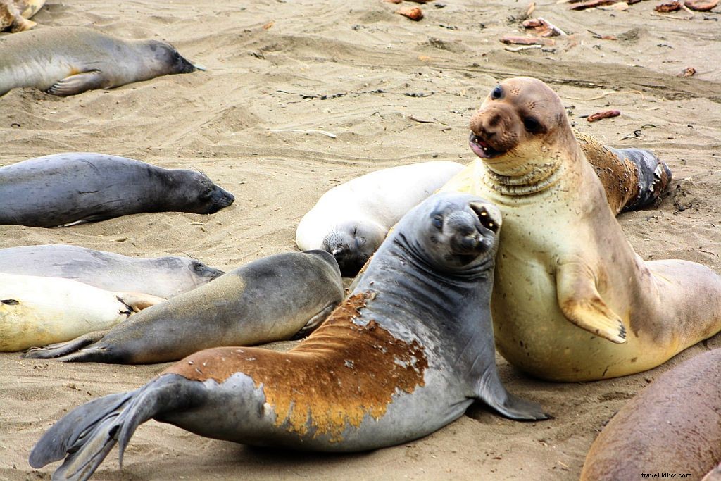 Elephant Seals at Piedras Blancas: Unmissable Highway 1 Vista Point Near Hearst Castle