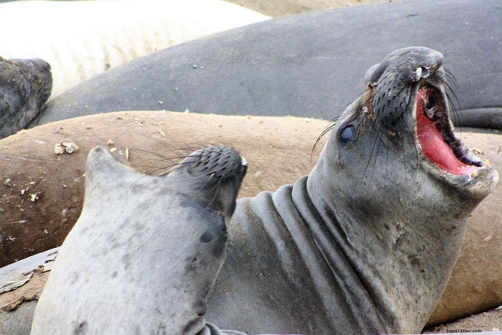 Elephant Seals at Piedras Blancas: Unmissable Highway 1 Vista Point Near Hearst Castle