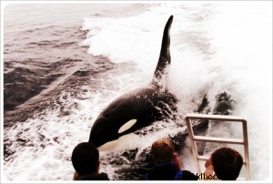 Monterey Bay Whale Watching: A Rough Seas Experience and Lessons Learned