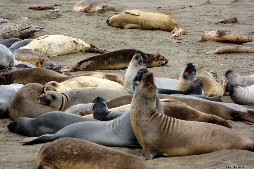 Elephant Seals at Piedras Blancas: Unmissable Highway 1 Vista Point Near Hearst Castle