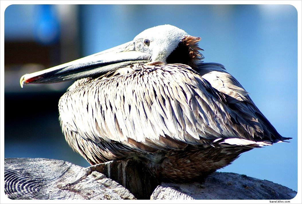 Monterey Bay Whale Watching: A Rough Seas Experience and Lessons Learned