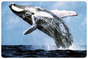 Monterey Bay Whale Watching: A Rough Seas Experience and Lessons Learned