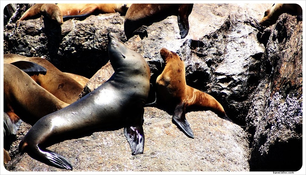 Monterey Bay Whale Watching: A Rough Seas Experience and Lessons Learned