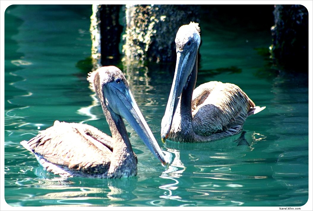 Monterey Bay Whale Watching: A Rough Seas Experience and Lessons Learned