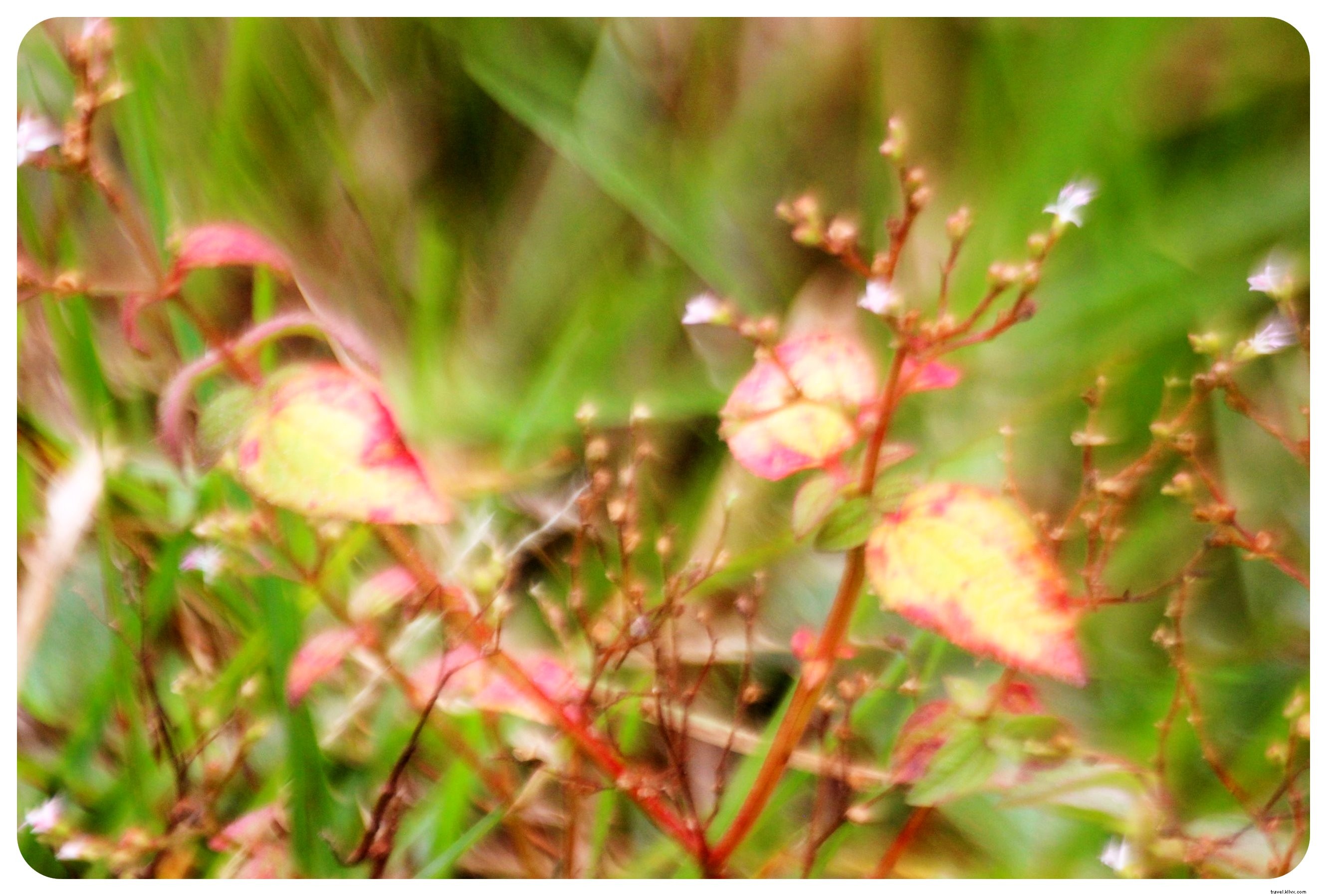 My Ayahuasca Ceremony in the Colombian Amazon: Confronting Inner Demons