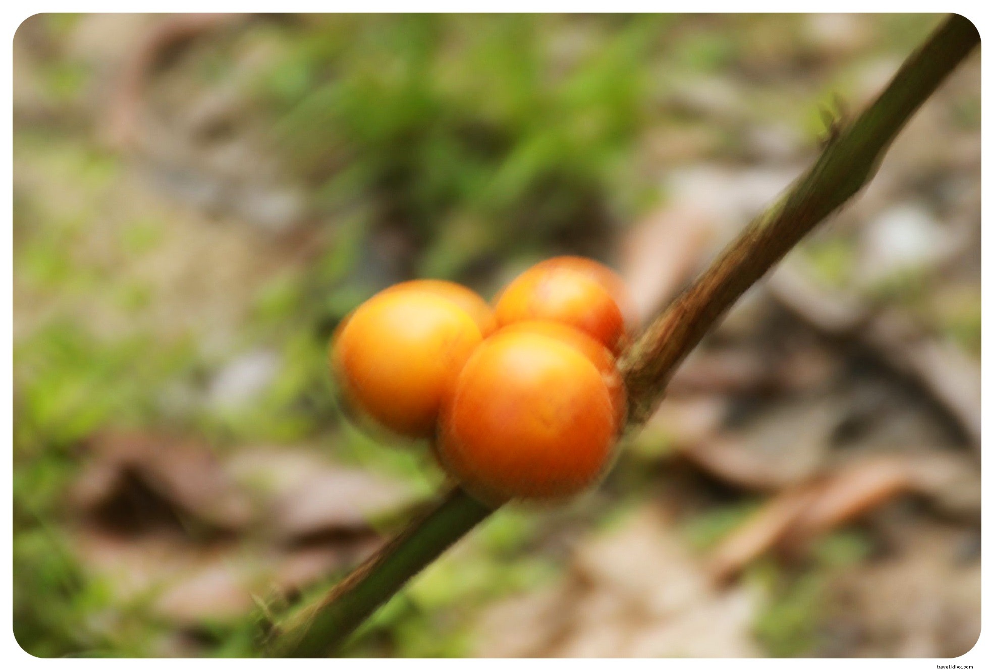 My Ayahuasca Ceremony in the Colombian Amazon: Confronting Inner Demons