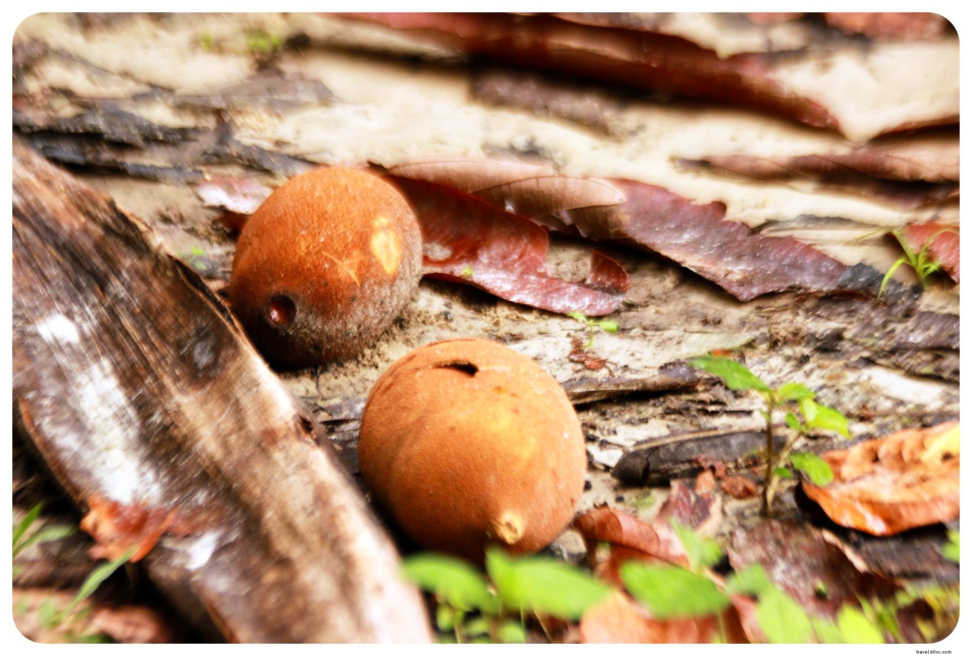 My Ayahuasca Ceremony in the Colombian Amazon: Confronting Inner Demons