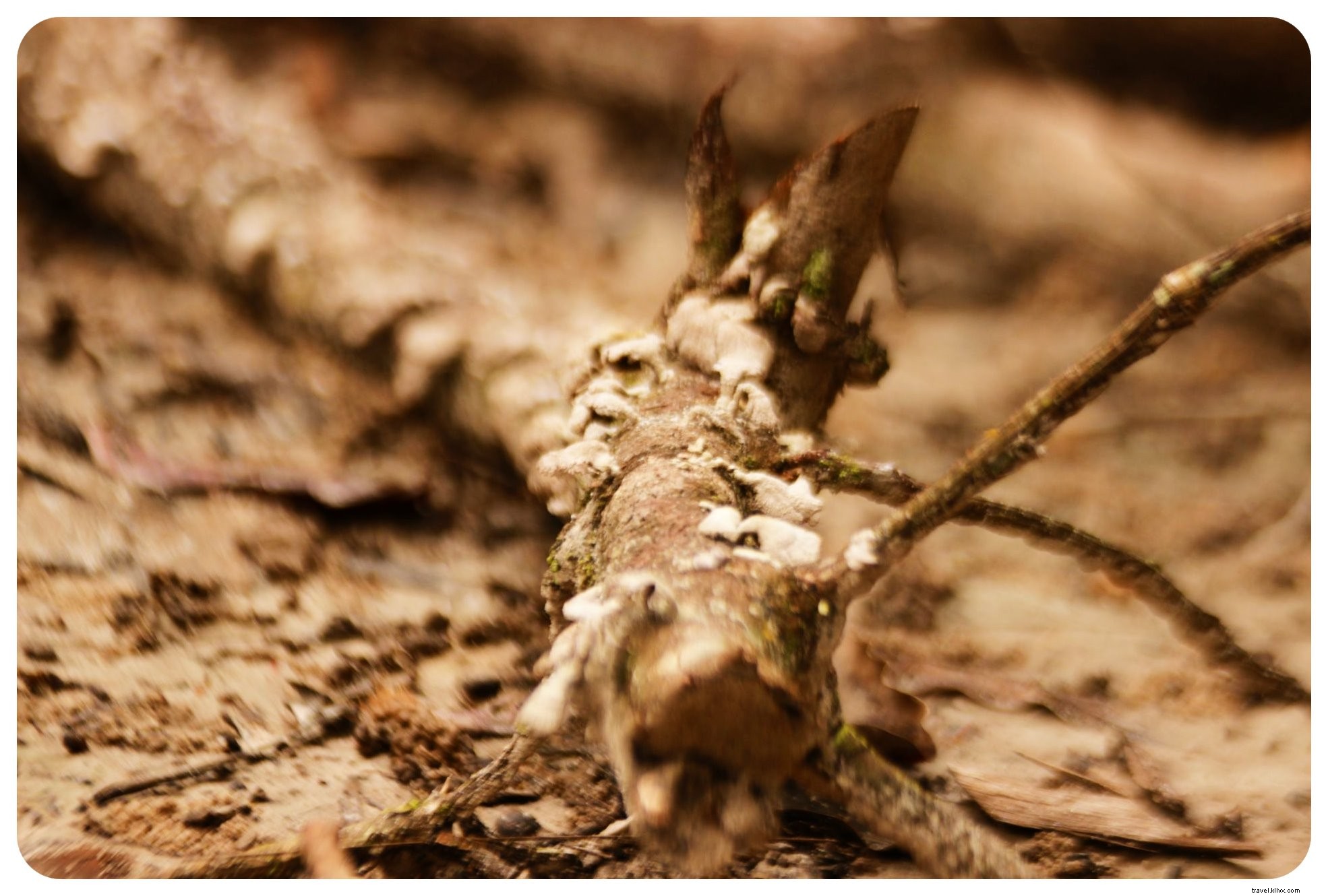 My Ayahuasca Ceremony in the Colombian Amazon: Confronting Inner Demons