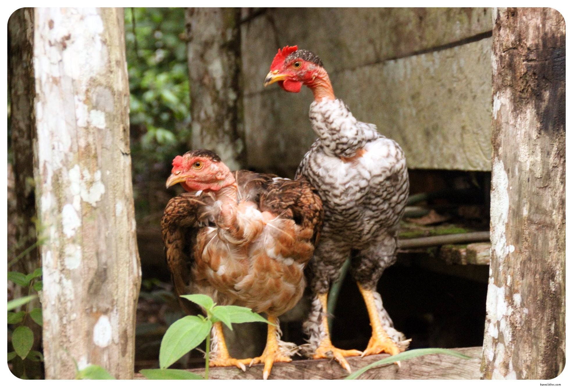 My Ayahuasca Ceremony in the Colombian Amazon: Confronting Inner Demons