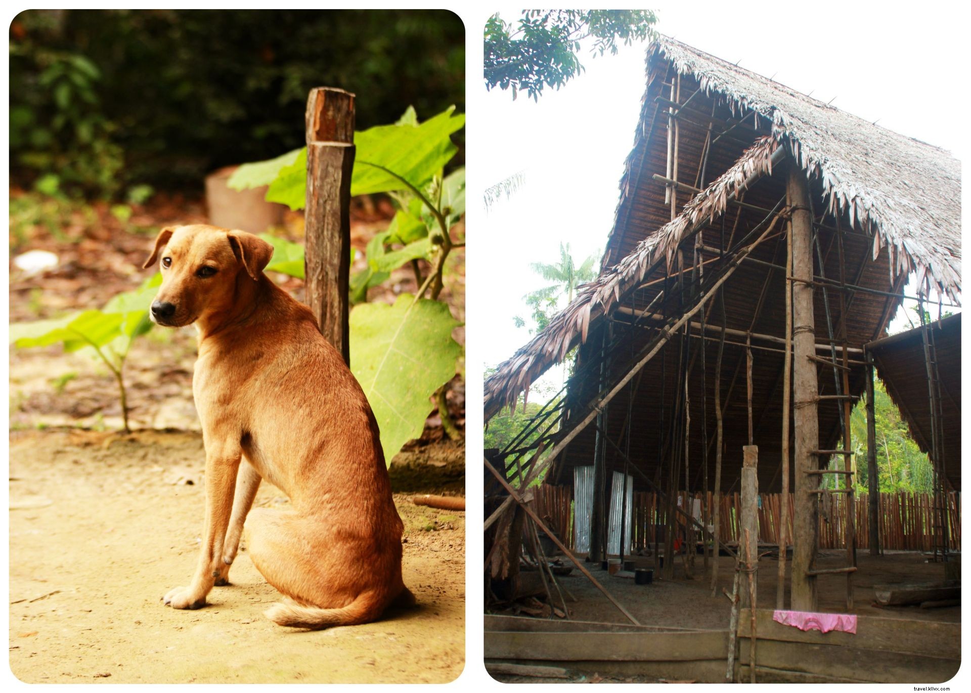 My Ayahuasca Ceremony in the Colombian Amazon: Confronting Inner Demons