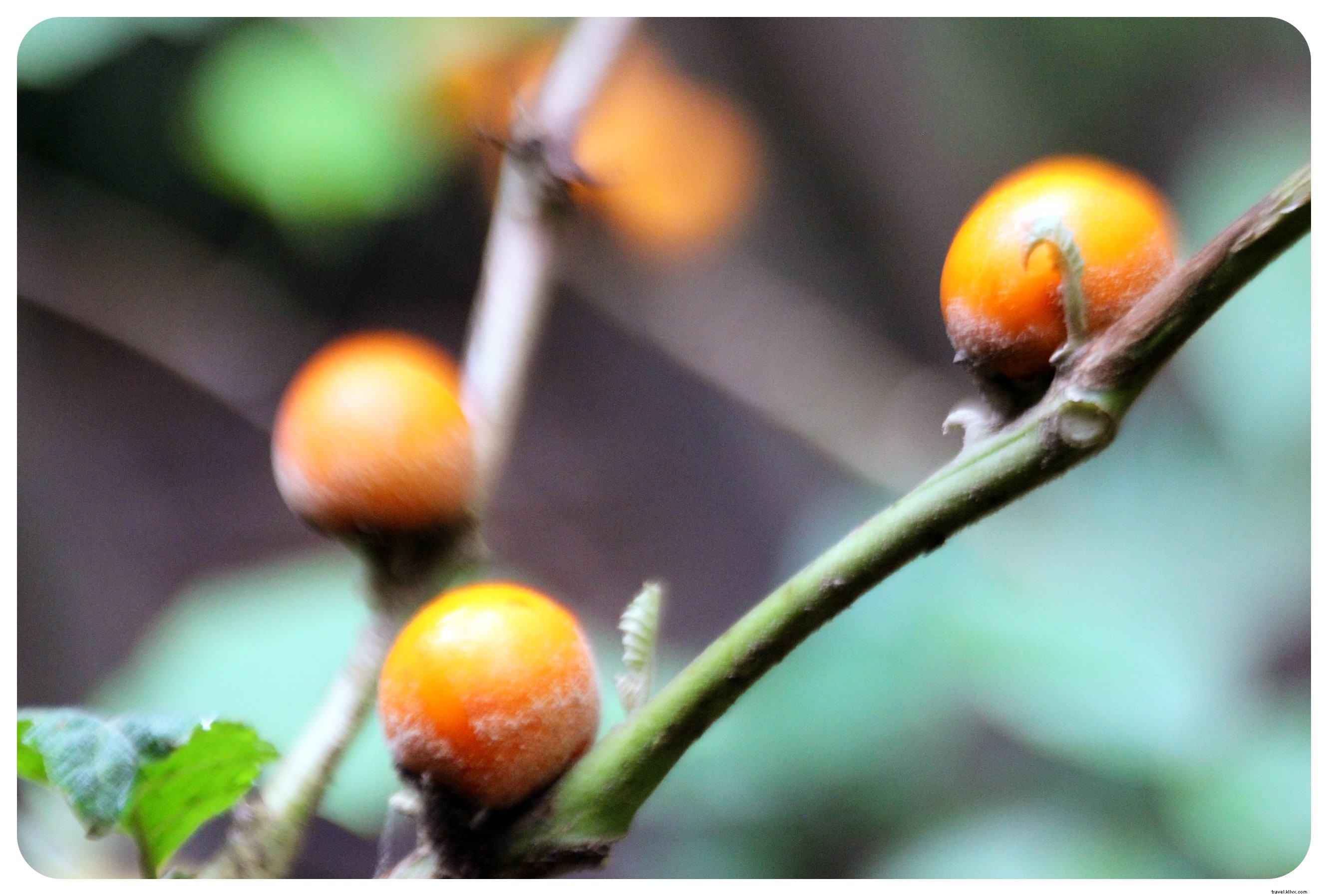 My Ayahuasca Ceremony in the Colombian Amazon: Confronting Inner Demons