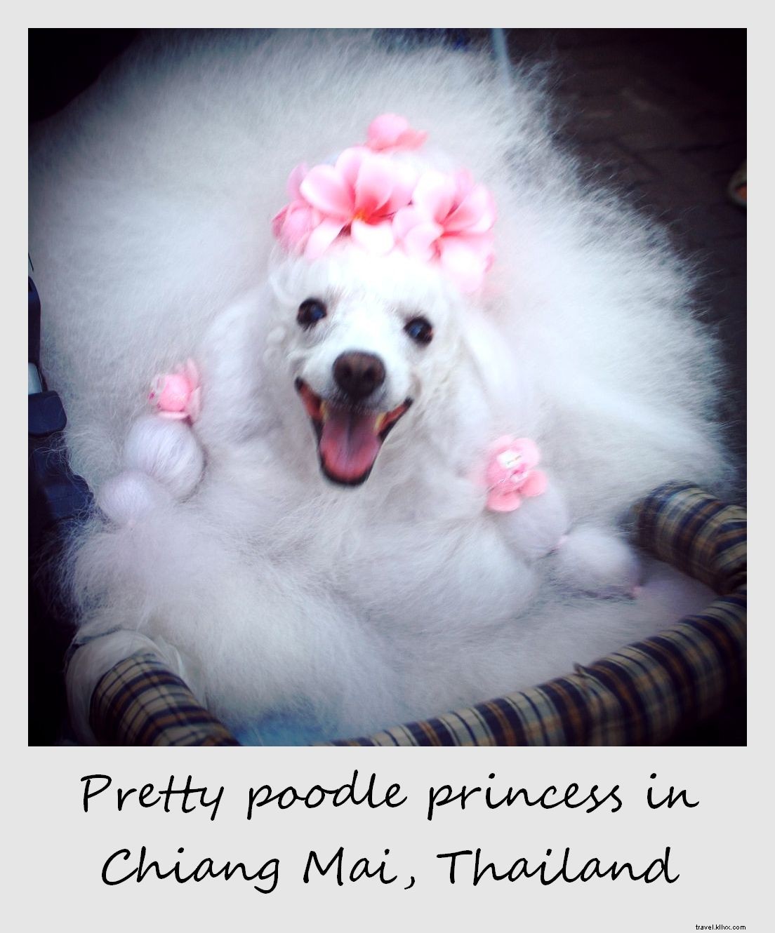 Polaroid of the Week: Adorable Poodle Princess in Chiang Mai, Thailand