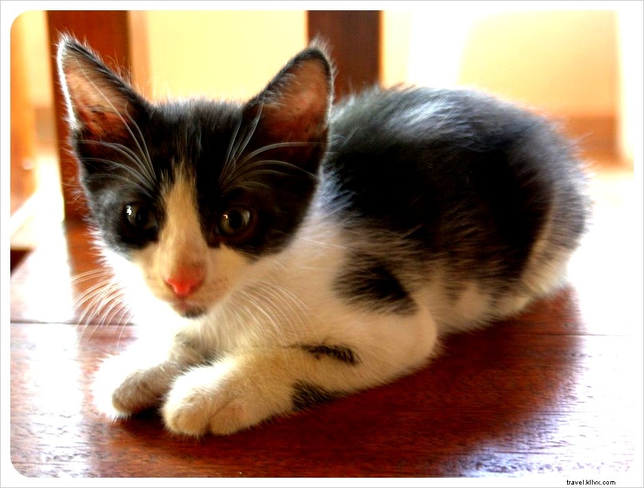 Hotel Tip of the Week: Hostal Hansi – Exceptional Budget Hostel in Bocas del Toro, Panama