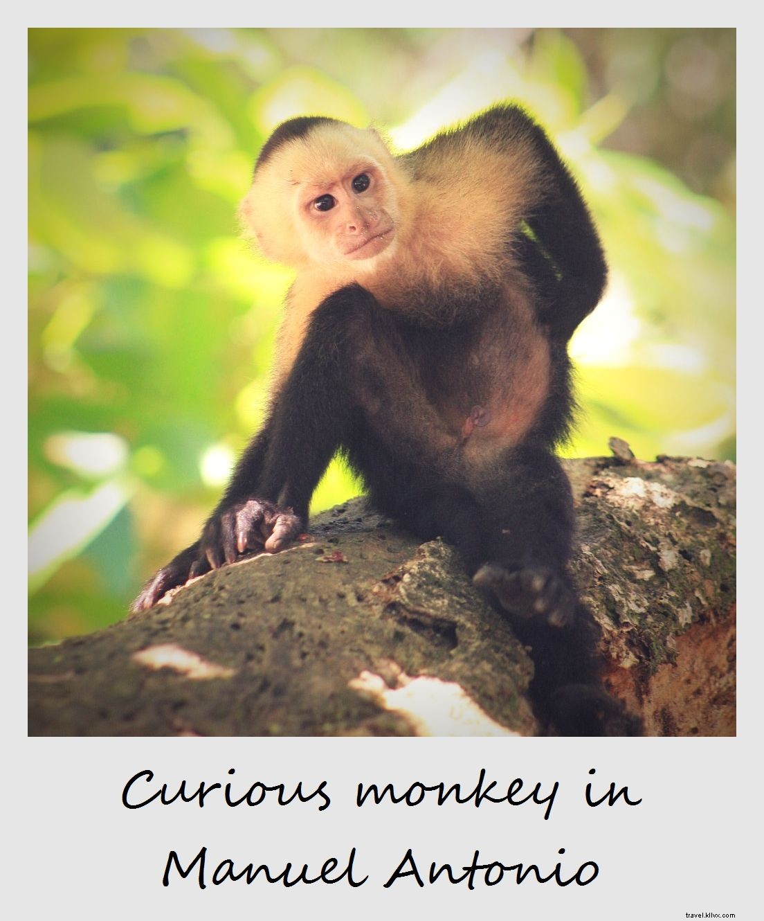 Polaroid of the Week: Playful Spider Monkey in Manuel Antonio National Park, Costa Rica