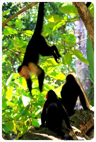 Costa Rica s Unrivaled Wildlife: Stunning Photos and Top 6 Viewing Spots