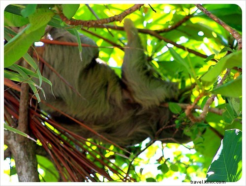 Costa Rica s Unrivaled Wildlife: Stunning Photos and Top 6 Viewing Spots