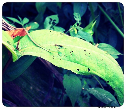 Costa Rica s Unrivaled Wildlife: Stunning Photos and Top 6 Viewing Spots