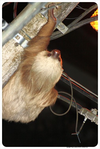 Costa Rica s Unrivaled Wildlife: Stunning Photos and Top 6 Viewing Spots