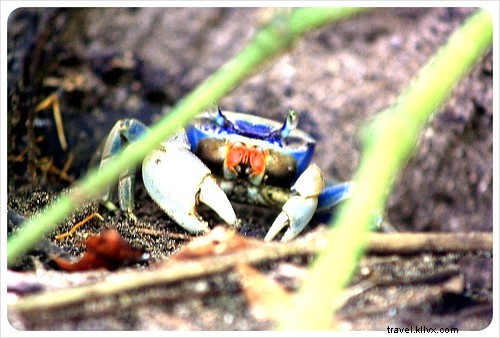 Costa Rica s Unrivaled Wildlife: Stunning Photos and Top 6 Viewing Spots
